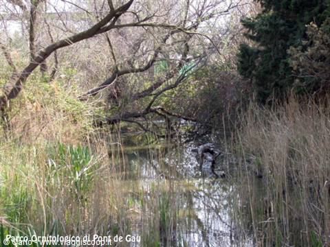 Pont de Gau ornithological park, reeds and bare trees reflected in water