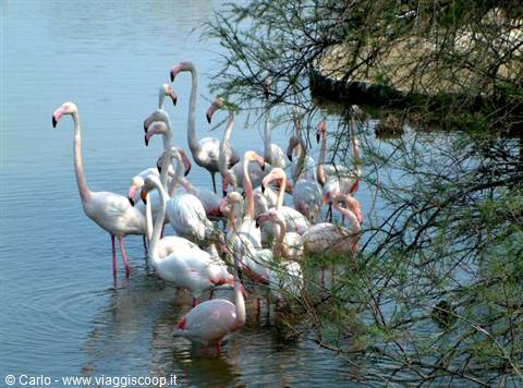 Greater flamingos wading in shallow water among tamarisks, Camargue