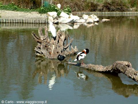 White egret and shelduck on driftwood logs in a Camargue pond