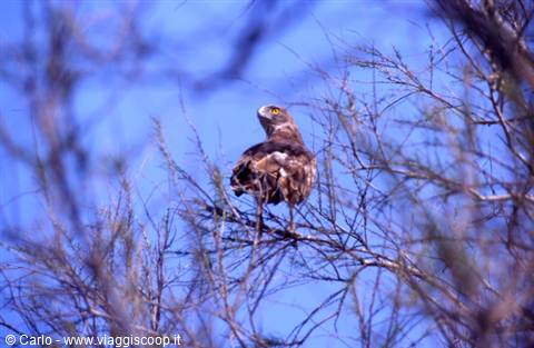 Restless bird of prey on bare branch, blue sky in the Camargue