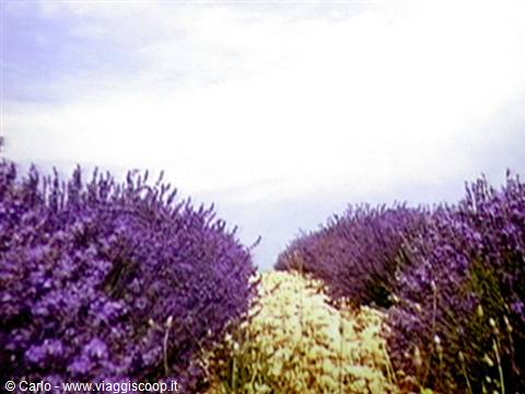 Blooming lavender fields flanking a sun-bleached path