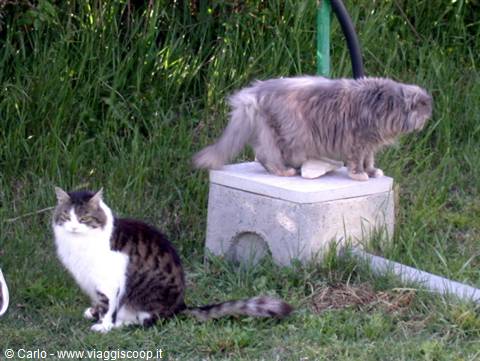 Two stray cats in tall Camargue grass, one standing on a concrete well