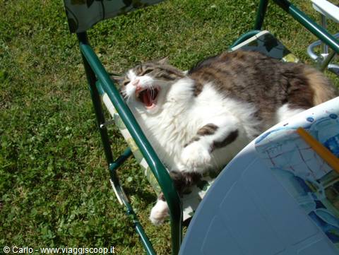 Cat yawning lying on a folding garden chair, Camargue