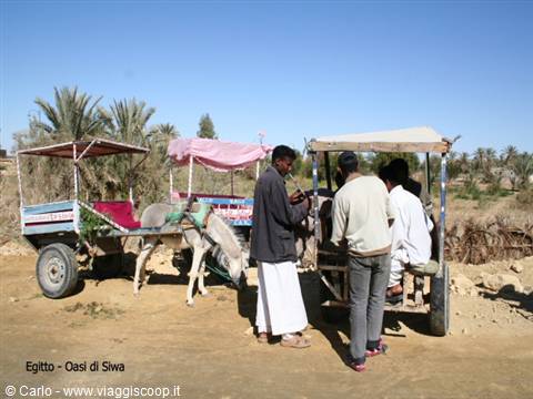 Siwa Oasis: men beside donkey carts under palm trees