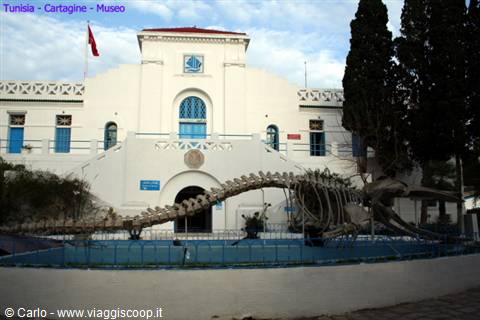 Whale skeleton in front of the white Carthage museum, morning light