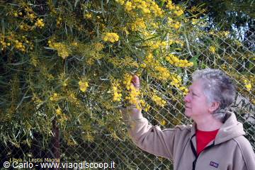 Woman in beige sweatshirt touching yellow mimosa flowers beside a wire fence