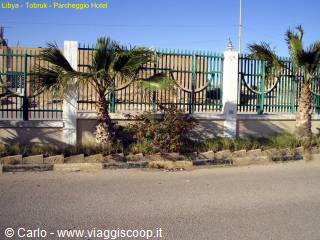 Palm trees behind a green and white metal fence near the hotel