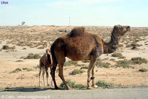Camel with its calf on arid ground beside the road, Libya