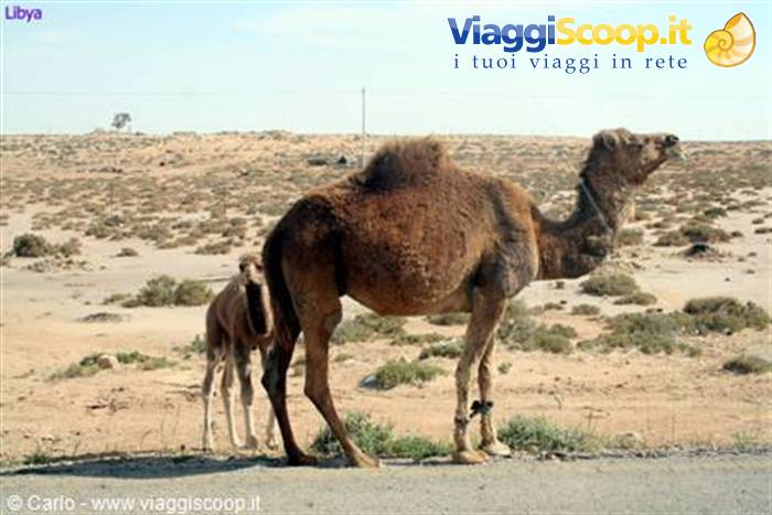 Camel with its calf on arid ground beside the road, Libya