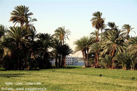 Palm trees along the Nile in Luxor, cruise ship behind the trees