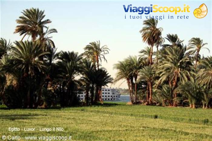 Palm trees along the Nile in Luxor, cruise ship behind the trees