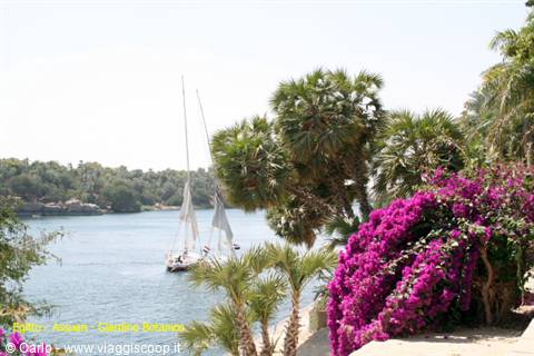 Sailing felucca on the Nile at Aswan among palms and blooming bougainvillea