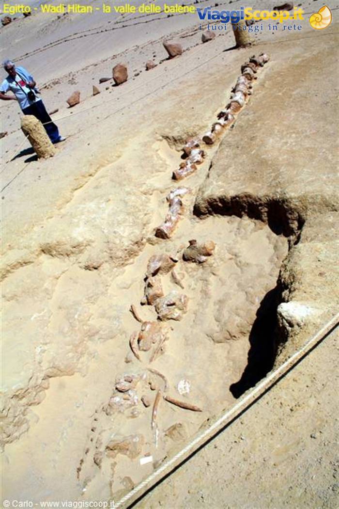 Wadi Hitan: ancient whale fossils embedded in sand, a tourist observes