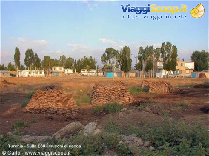 Dung cakes stacked to dry in front of village houses under poplars