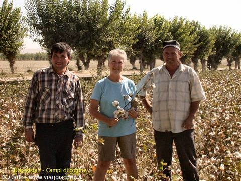 Traveler with two farmers among rows of a cotton field