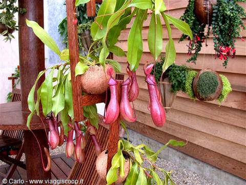 Hanging Nepenthes pitcher plants in coconut pots against a wooden wall