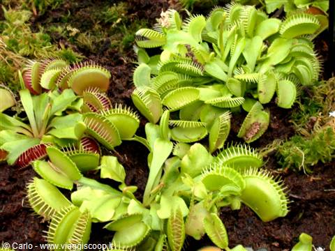 Venus flytrap plants with open green traps on moist soil