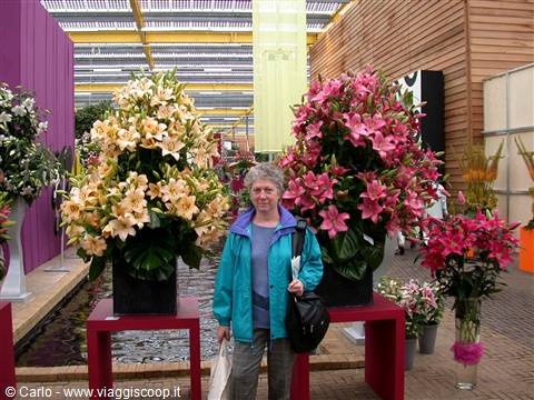 Woman in blue jacket among large white and pink lily displays in a greenhouse