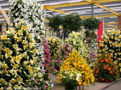 Colorful lily plants displayed in a glass-roofed greenhouse hall