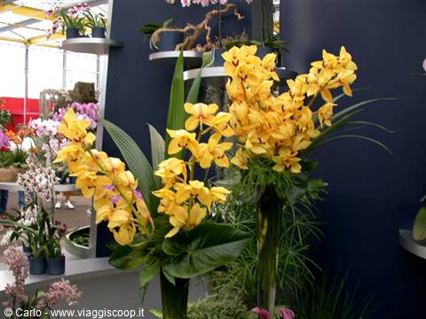 Pots of yellow orchids in bloom displayed in a greenhouse