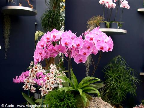Pink Phalaenopsis orchids displayed against a dark blue wall