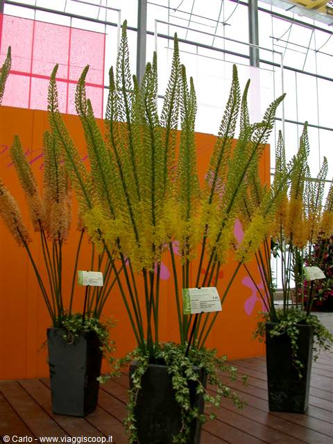 Black pots with yellow foxtail lilies in a greenhouse, orange backdrop, natural light