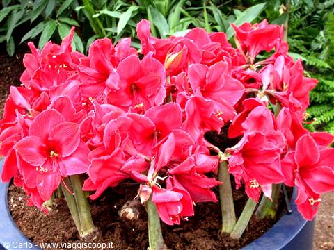 Red amaryllis flowers blooming in a pot with thick stems