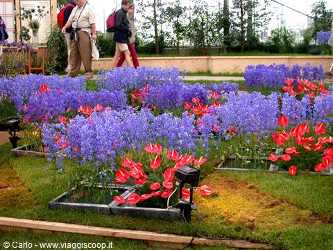 Blue flowers and red anthuriums in beds, visitors with backpacks in greenhouse