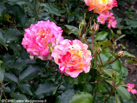 Pink and yellow variegated rose among green leaves in garden
