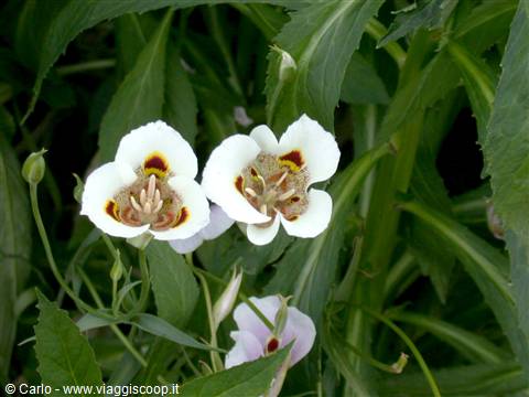 White mariposa lily flowers with purple centers among green leaves