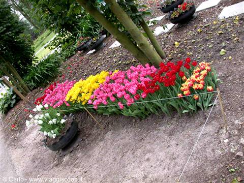 Beds of colorful tulips among trees, flower pots and sandy soil
