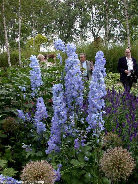 Blue delphiniums blooming in a garden, visitors with cameras among plants