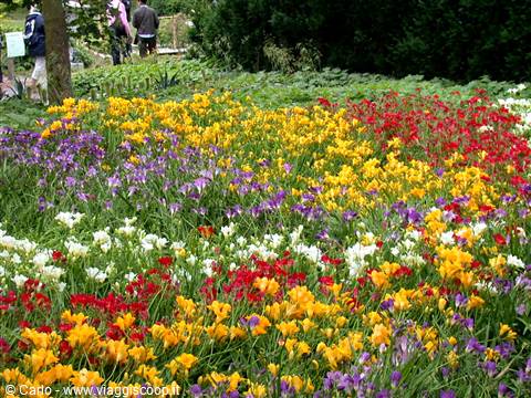 Colorful freesia flowers blooming in garden, visitors strolling among trees