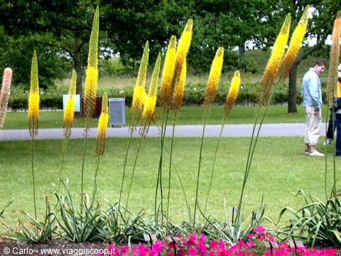 Yellow foxtail lily spikes blooming in a public garden, visitors walking on the lawn