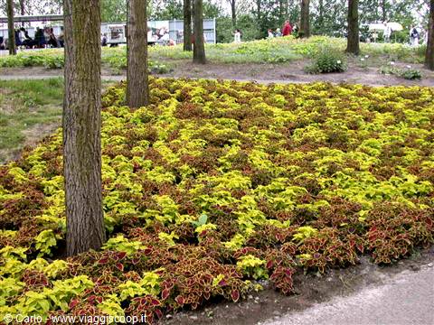 Flowerbed of yellow and red coleus among tree trunks in a park