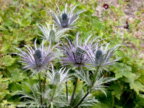 Silvery eryngium flowers blooming among lush green foliage