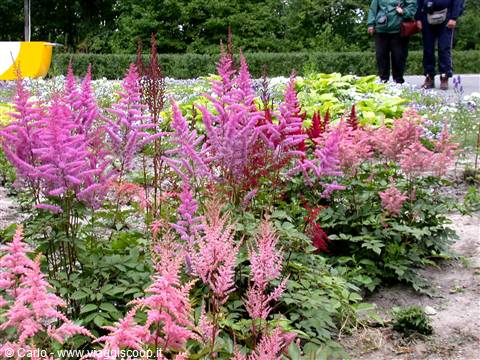 Pink and salmon astilbe flowers blooming in a garden, visitors in background