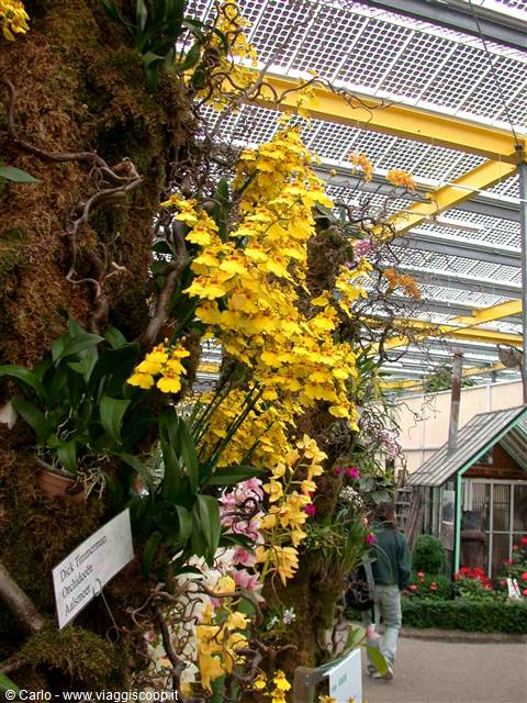 Yellow orchids on mossy trunk inside glass-roofed greenhouse