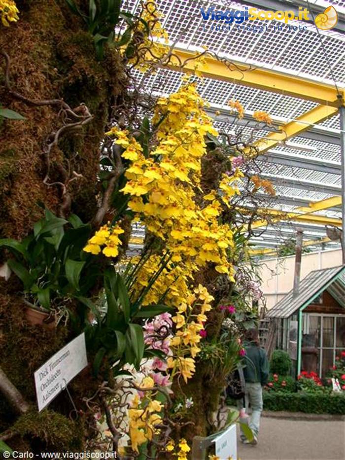 Yellow orchids on mossy trunk inside glass-roofed greenhouse