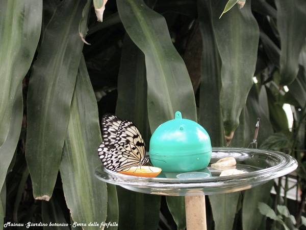 Mainau - Butterfly house