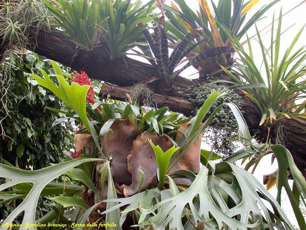 Mainau - Butterfly house