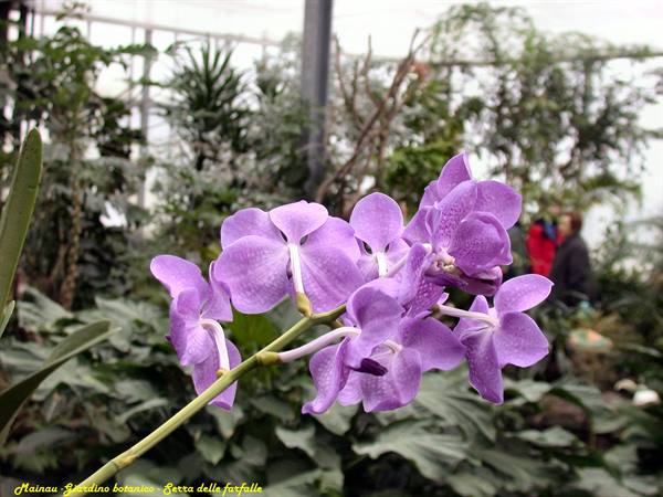 Mainau - Butterfly house