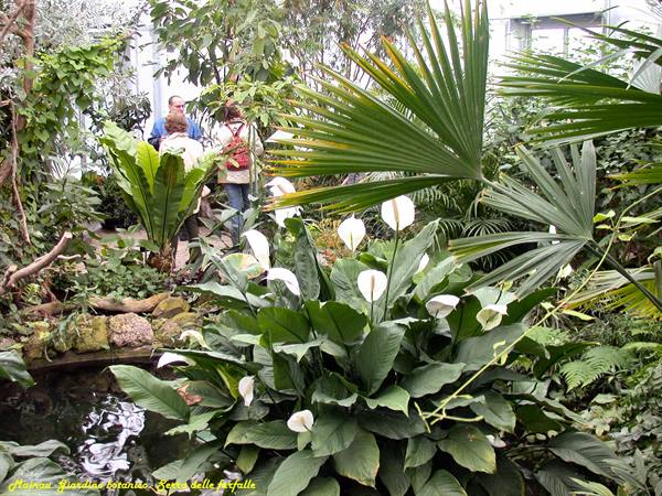 Mainau - Butterfly house