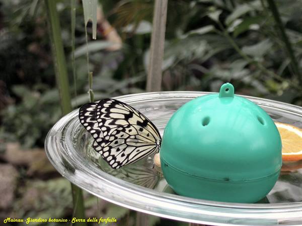 Mainau - Butterfly house