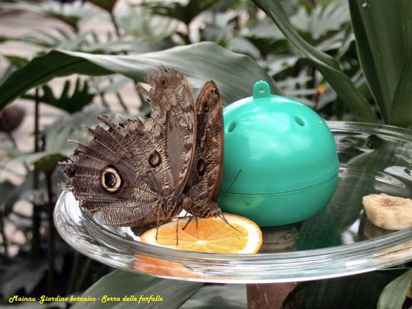 Mainau - Butterfly house