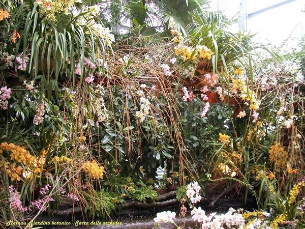 Mainau - Orchid house