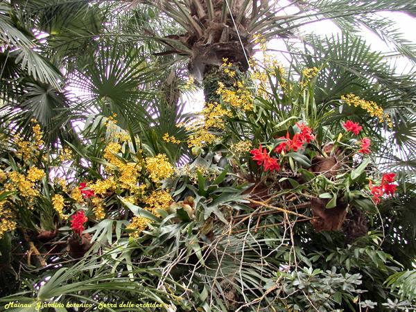 Mainau - Orchid house