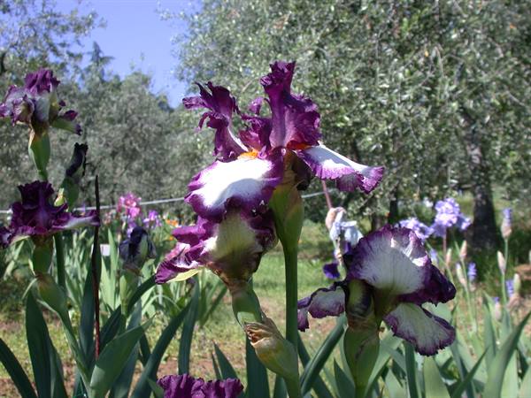 Florence - Iris Exhibition