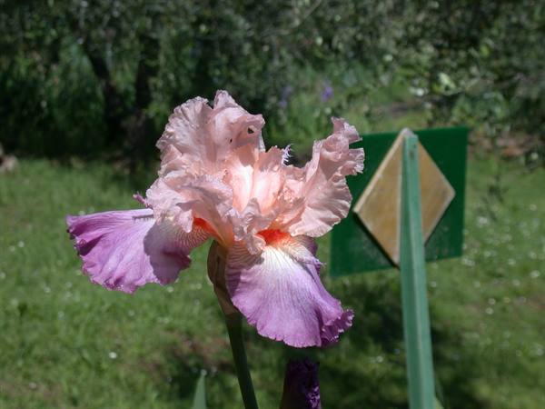 Florence - Iris Exhibition