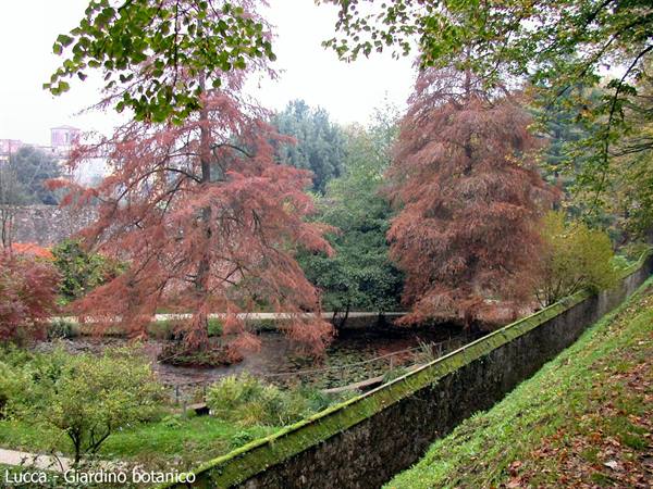 Lucca - Botanical garden